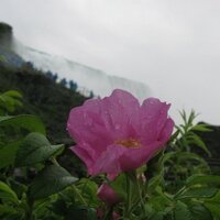 Archana Shrestha (@archanashrestha) 's Twitter Profile