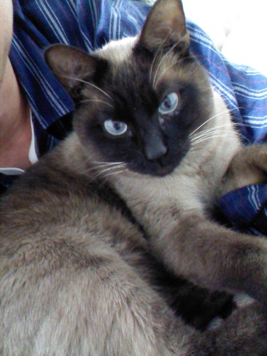 satoyama117's profile picture. 