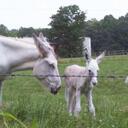 Eric Bunker - @QueenBFarms - Twitter