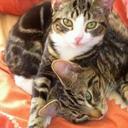 Deborah Westerman - @tinychimp81 - Twitter