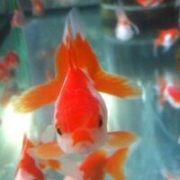 みー (@unimizuki) 's Twitter Profile