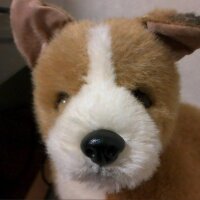 たぬさく@自重の珍獣🐾 (@tanust) 's Twitter Profile Photo