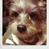 kazoo (@kazoooo0) 's Twitter Profile Photo