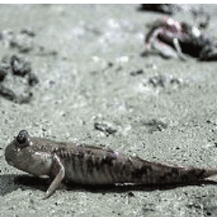 eucalyptus4869's profile picture. こんにちは