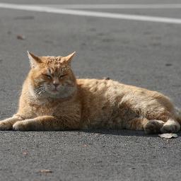 lunashin0's profile picture. LUNA SEA、旅行好き。名古屋在住。
日々あったことや旅行道中を気ままにつぶやいています。