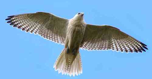 FalconTips's profile picture. Falcon Football Tips. Consistent tipster for the English Premier League. Steady success is here.