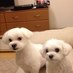 パピーちゃん (@macandplum) Twitter profile photo
