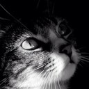 Cathy Muller - @Cathy_LeCat - Twitter