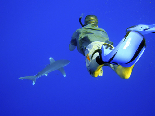 TigerSharkVid's profile picture. Main Dude - Tiger Shark Productions: A marine wildlife photo & film production company. We donate all $. Boulderer, Mt Biker, whatever else reminds me I'm alive