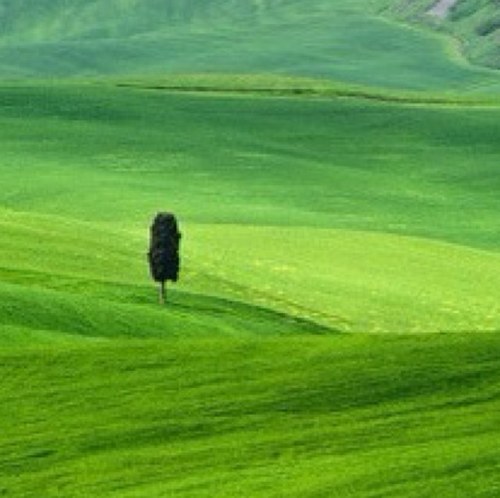 lichenda's profile picture. 