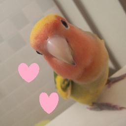 青波オリファン。無類の鳥好き犬も猫も動物好き。