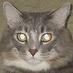 Velcro Boo (@velcroboo) Twitter profile photo