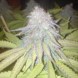 Avid supporter of Anonymous and civil liberties! #FollowMeOnTumblr #FubarsLab #MMJ #FuckYourSystem