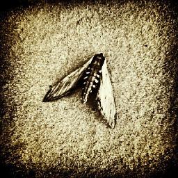 Waxen Wings is a net label whose purpose is the release of innovative and conceptual noise compilations. https://t.co/ejYUOwV7tL