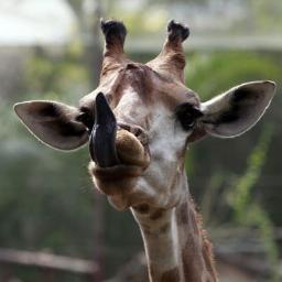 esas piranha acha ke min abala hhhhhhhaaaaaaaaaaaaaaaaaaaaaaa