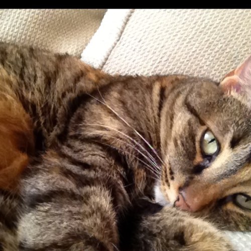 Elqueso29's profile picture. 