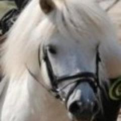 Originally from Bridport,Dorset we are a small stud breeding shetlands & competition ponies, near Fontainebleau, south of Paris.FB http://t.co/O8jbGlq9PE