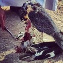 ali alnaser - @AliAlialnsr - Twitter