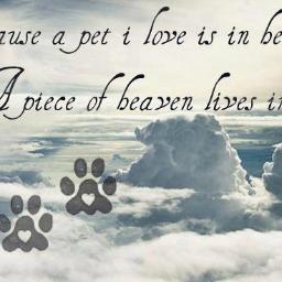 I am a vegan animal lover, and my mission is to help them in any way I can, fighting against animal abuse of any form.  .