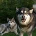 Kasiarzyna (@malamutek) Twitter profile photo
