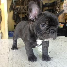 Criadero de Bulldogs Frances, en espacios libres y dignos.

http://t.co/Z1IUPuuC