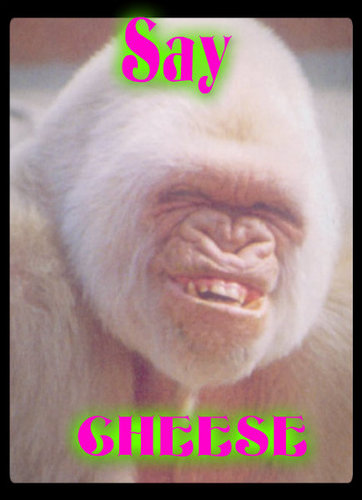 GFSWAG's profile picture. Nevena en Iris | swagaccount | grappige foto's | klik op de followknop (je hoord een geluidje )