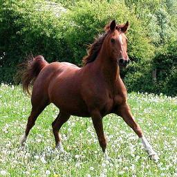 topnet_'s profile picture. 