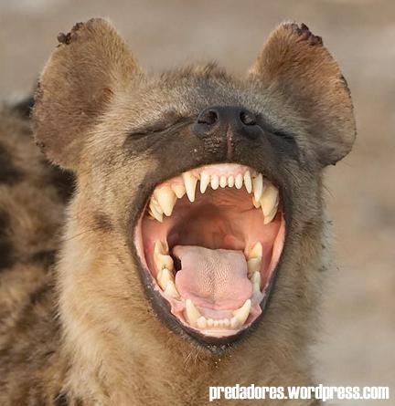 Quando eu ficar block no @Hiena_sincera em venho pra cá! Bjus