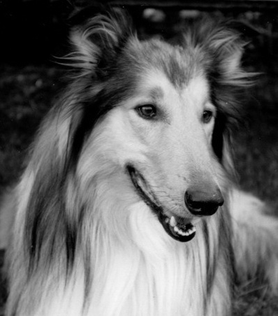 OpenRangeKennel's profile picture. 