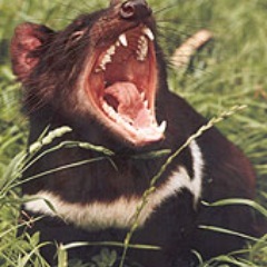 VdSJelle's profile picture. 