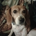 Paula Arvin (@llittesparrow) Twitter profile photo Paula Arvin (@llittesparrow) Twitter profile photo