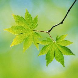 EnrootRyerson's profile picture. EnRoot is a hands-on education program which aims to empower youth in the GTA with financial literacy and entrepreneurship skills through urban agriculture