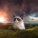 michael cali - @CaliMichael - Twitter