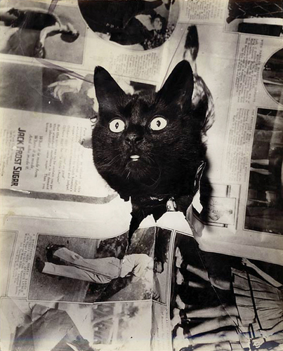 knitter of all things warm. eater of all things unmeat. rider of all things bike. squisher of all things cat.