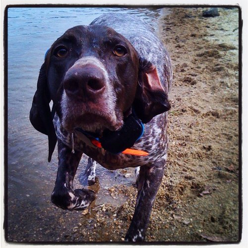 bowezman's profile picture. #Eagles #Hunting #IStandWithIsrael #HuntingDogs #Constitution