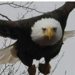 rhoward016's profile picture. 