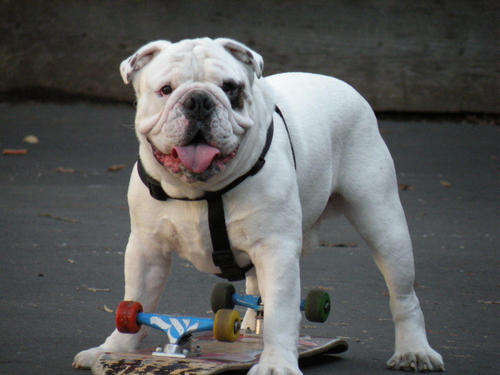 Hey im a English Bulldog named Babbas (my name means DROOL in Spanish ) & I make Youtube videos CHECK EM OUT here on twitter!