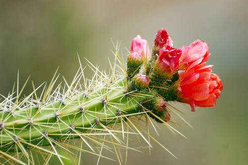 frazadadecactus Profile Picture