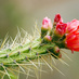 Frazada de Cactus (@frazadadecactus) Twitter profile photo Frazada de Cactus (@frazadadecactus) Twitter profile photo