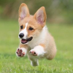 2005年より、飛行犬撮影を始める 2021年末現在飛行犬撮影頭数約30000頭 飛行犬撮影頭数世界記録更新中 元祖 飛行犬写真家 的場信幸 飛行犬は（有）淡路デジタルの登録商標です。