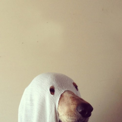 YvonneZipper's profile picture. Do not resuscitate.