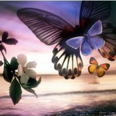 ankita1000's profile picture. 