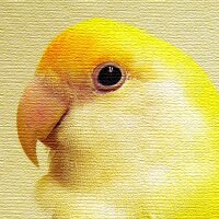 chrrp (@chrrp) 's Twitter Profile