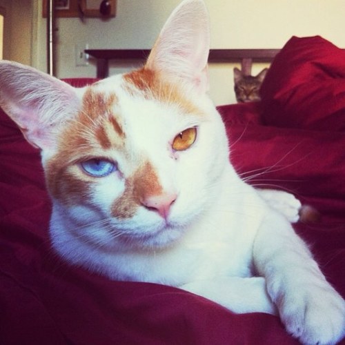 Stone_Eyed_Cat's profile picture. 