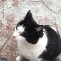 El Phthalo (@el_phthalo) 's Twitter Profile