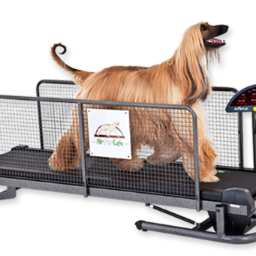 Fit Fur Life Training and rehab treadmills for dogs.Training champions and working with prominent vets and canine physios for rehabilitation and recovery.