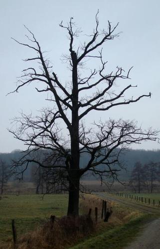 BoomKringloop's profile picture. Praten met bomen.