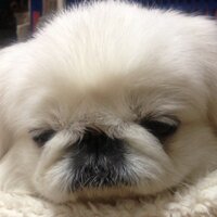 Zzanggu (@zzanggu_joo) 's Twitter Profile