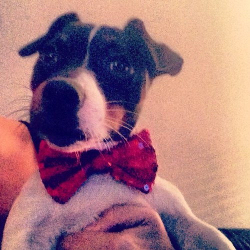 BaxterRaynor's profile picture. tazmanian devil crossed with jack russell