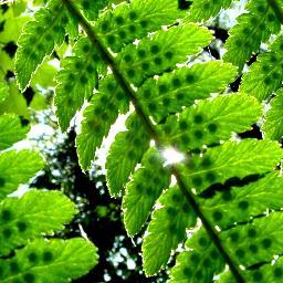 Ecologist and plant biologist, Postdoctoral scientist working at Rothamsted Research.